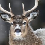 Baixar Musica do Spotify: Como Fazer Download de Músicas Fácil