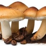 Godzilla Minus One Reviews: Critics and Audience Reactions