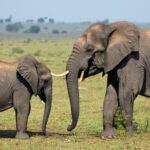 Nothing Phone 3a Pro Features, Specs, and Design Overview